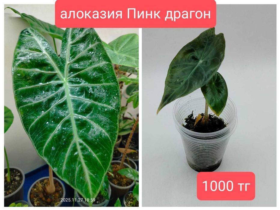 продам комнатные растения