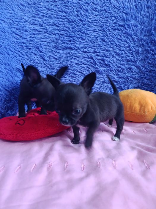 Щенки чихуахуа мини