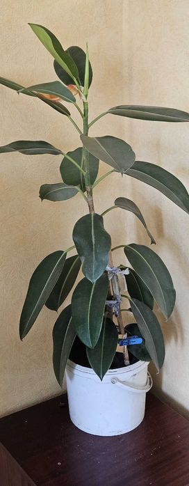 Комнатное растение Фикус