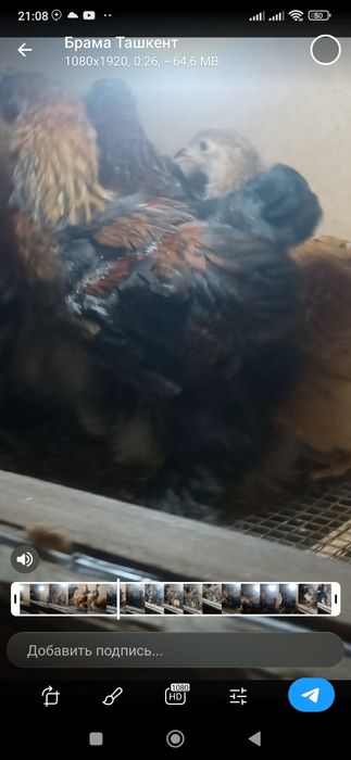 Продаются цыплята брама 40 дневные