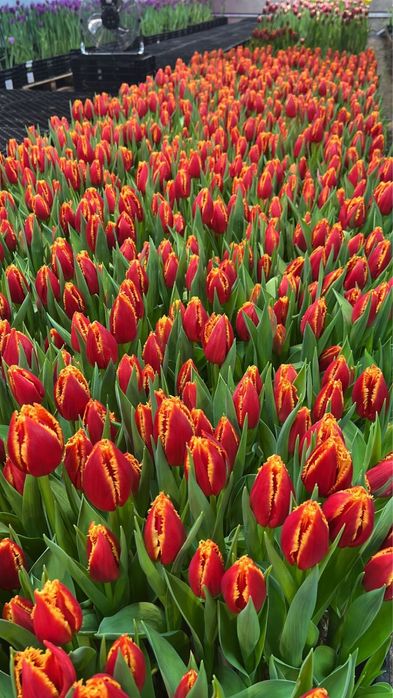 Тюльпаны оптом и в розницу