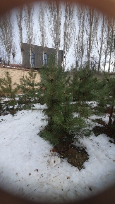 Archa kochatla  kota kichgligiga qarab narhi oʻzgaradi  1