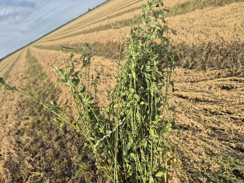 Vând balotii de lucernă 120x120 si la cerere dreptunghiulari de 700kg  coasa 2