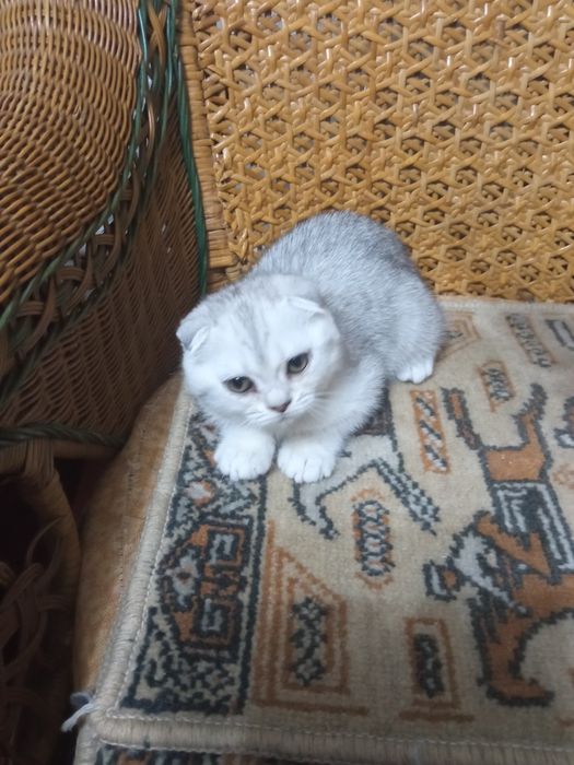 Шикарные вислоухие котята
