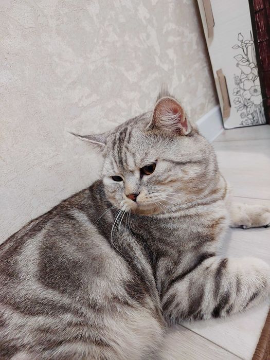 Вязка. Британский кот. Шиншилла