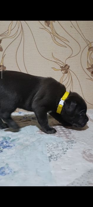 Кане-корсо резерв щенков