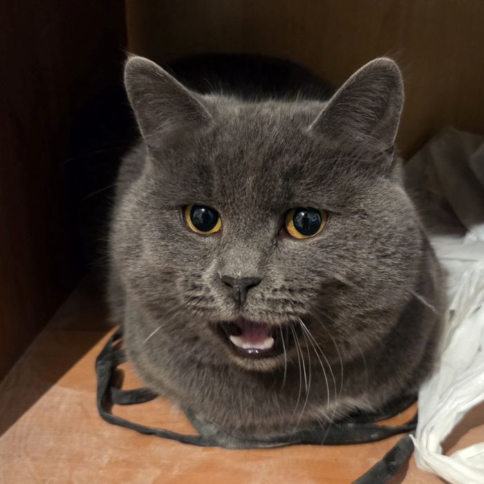 отдам кошку хорошие руки