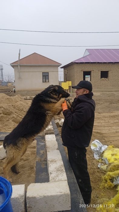 Овчарка Сатылады Срочно
