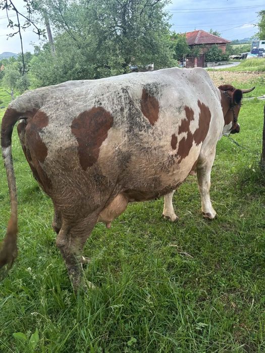 Vand vaca cu lapte