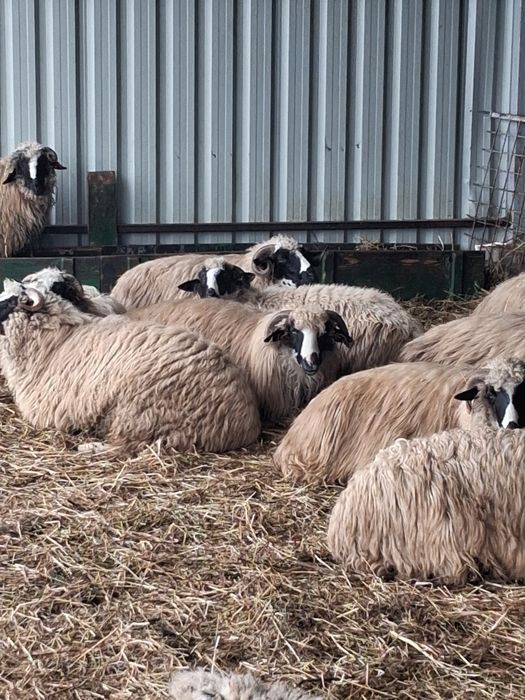 Oi breze de petrosani!!