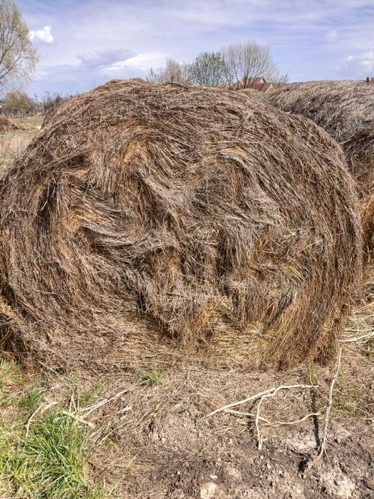 Baloti rotunzi de fan de vanzare