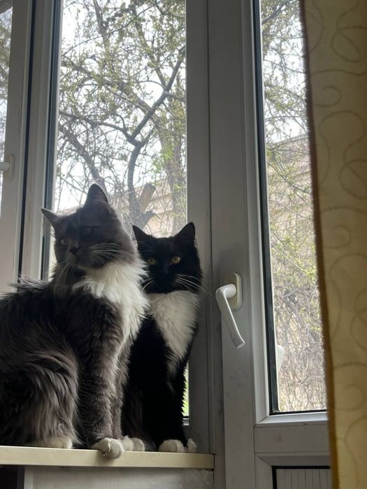 Отдаю двух котов