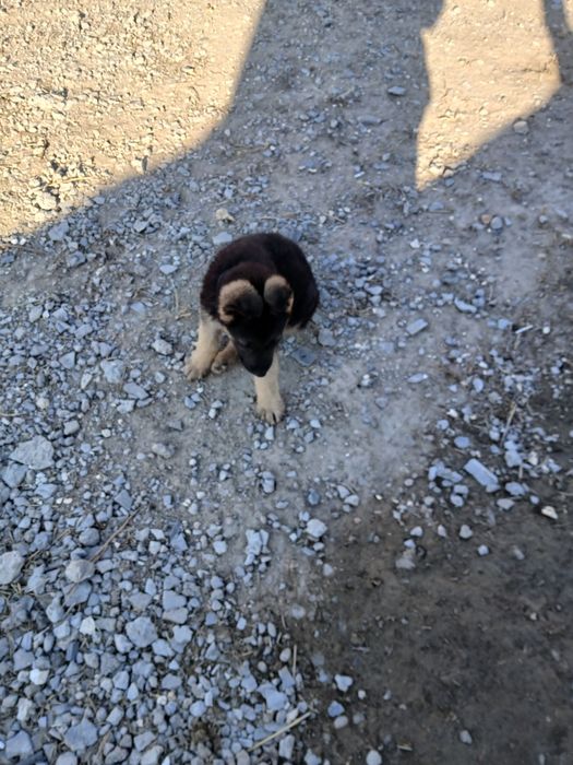 Эвропейский овчарка