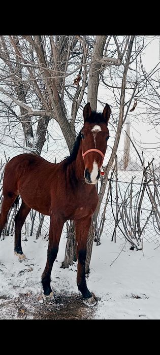 Еркек тай болашағы бар мал әкесі шешесі қолжа