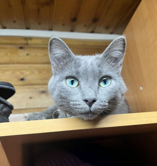 СРОЧНО пропала кошка