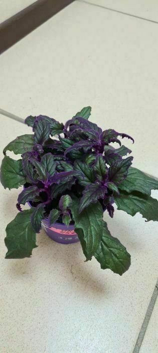 Продам комнатные цветы