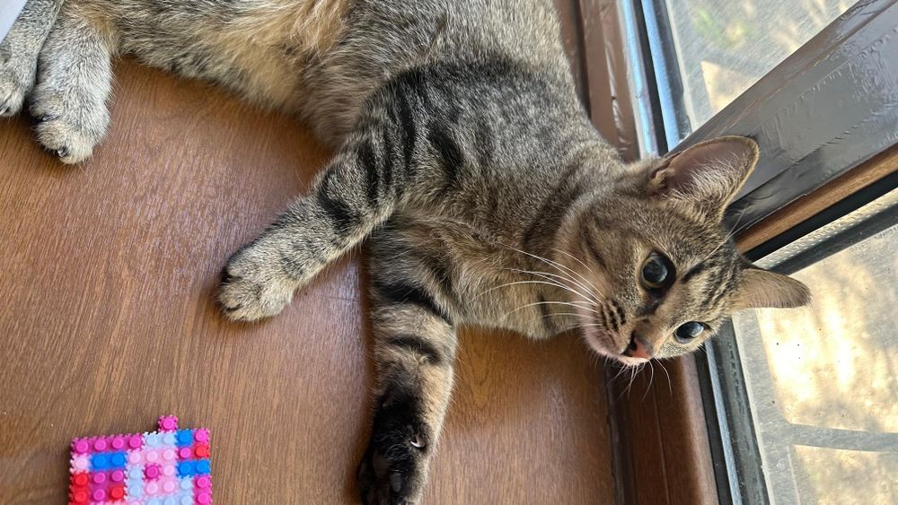 Отдам кошку в хорошие руки