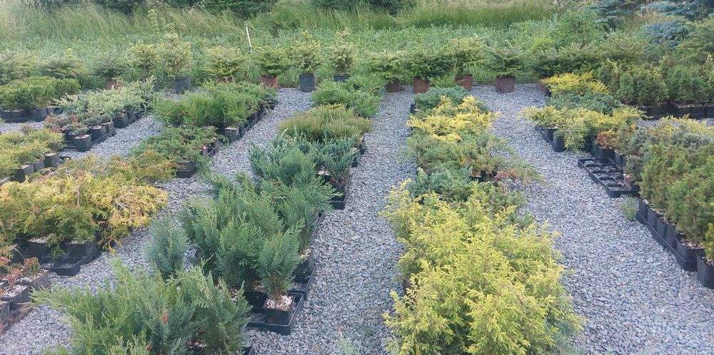 Mix 30 buc. varietati ienupar- cromatica galben, albastru, verde