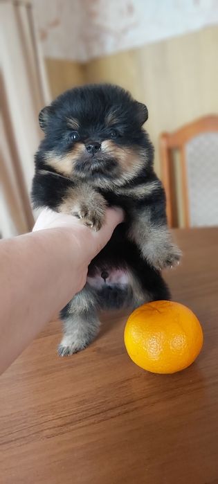 Шпицы черно подпалый окрас