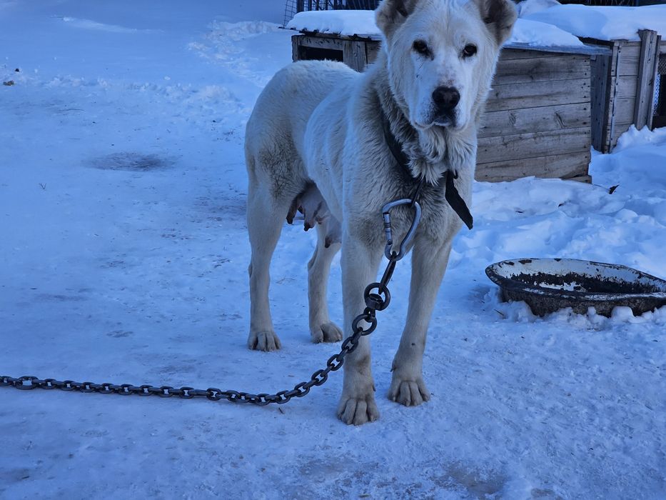 САО Породная сука