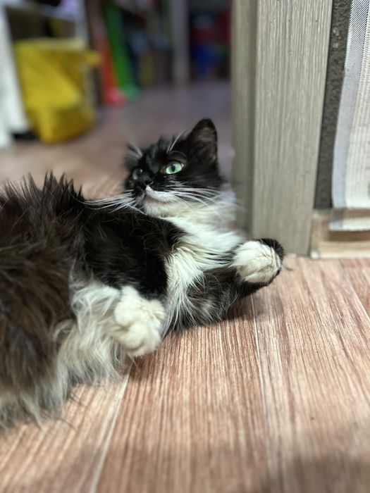 Ищем дом для кошки