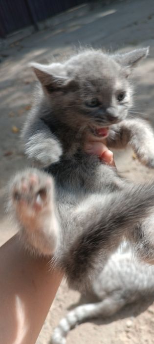 Котята породистые