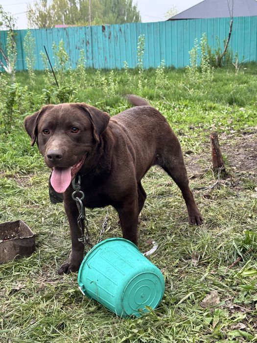 Лабрадор продается