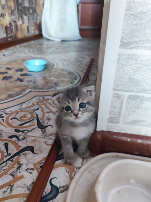 котята веслоухие