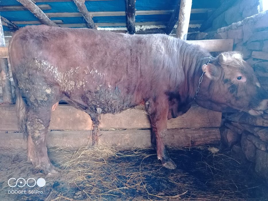 Продам быка и корову