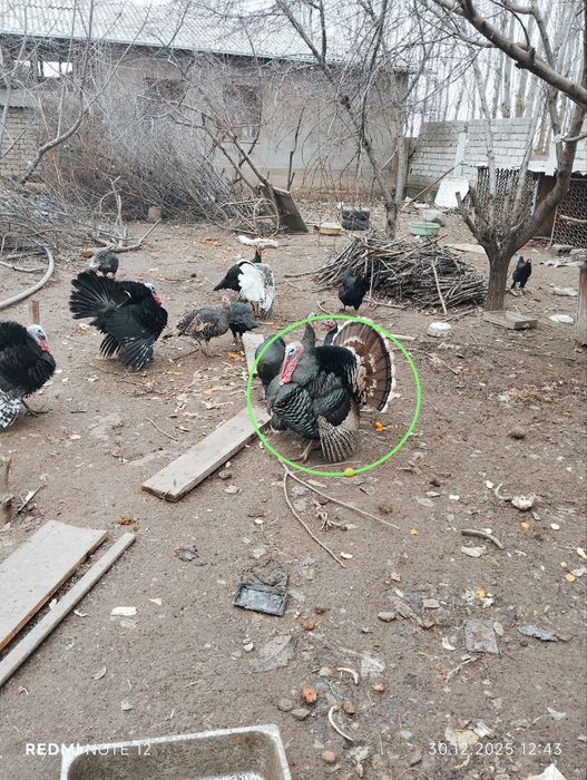 Продаётся индюк самец !! Erkak kurka sotiladi !!