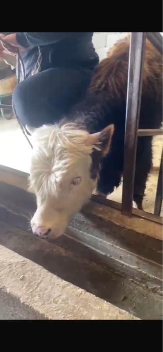 Подсосы, подсос, букаша, бука