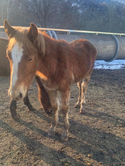 Жеребята разные