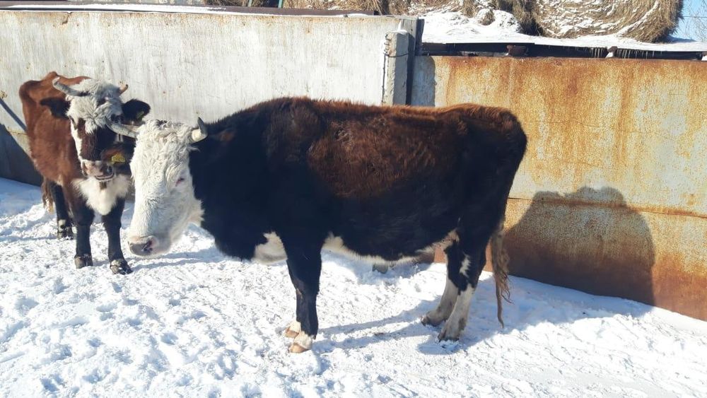 Сиыр корово бык бұқа