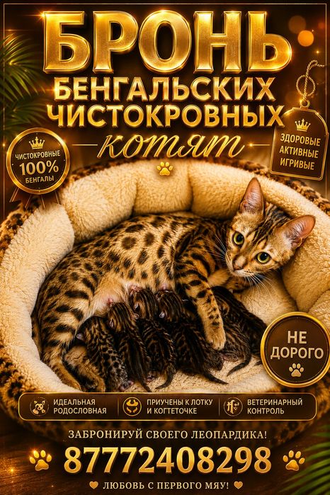 Бронь чистокровных бенгальских котят
