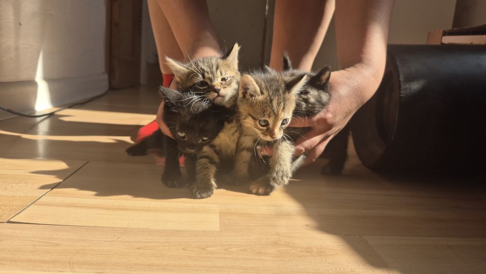 Отдам котят в добрые руки