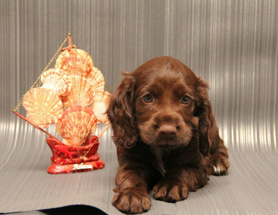 Спаниельки ШОКОЛАДКИ