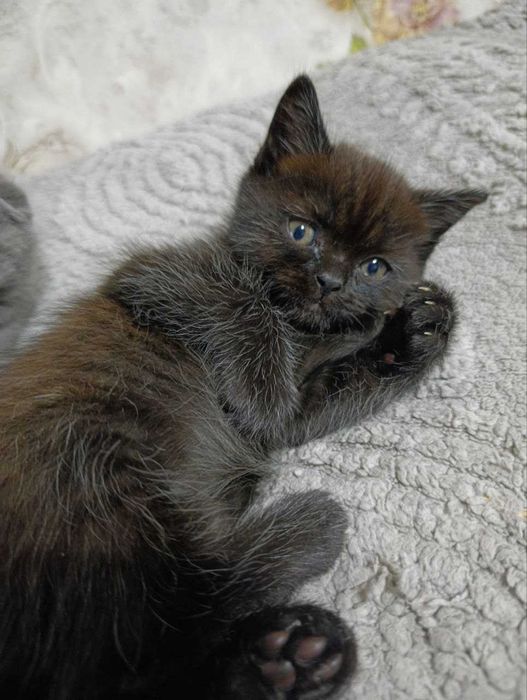 Котята скотиш фолд и страйт