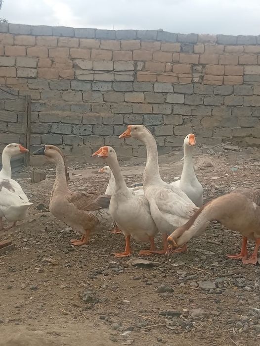 Срочно продам гусей 10штук