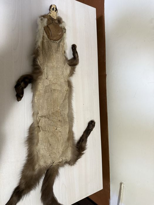 Продавам препарирана кожа белка, пор