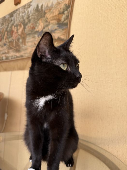 Отдам кота в любящие руки