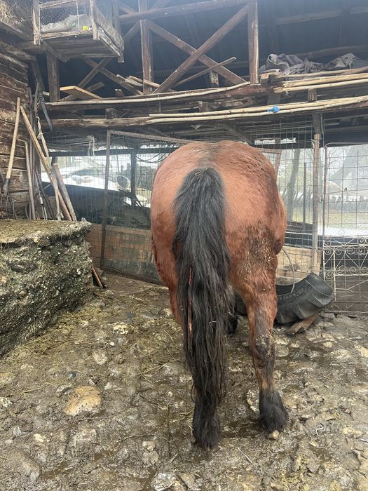 Iapa de vanzare  de 9 ani