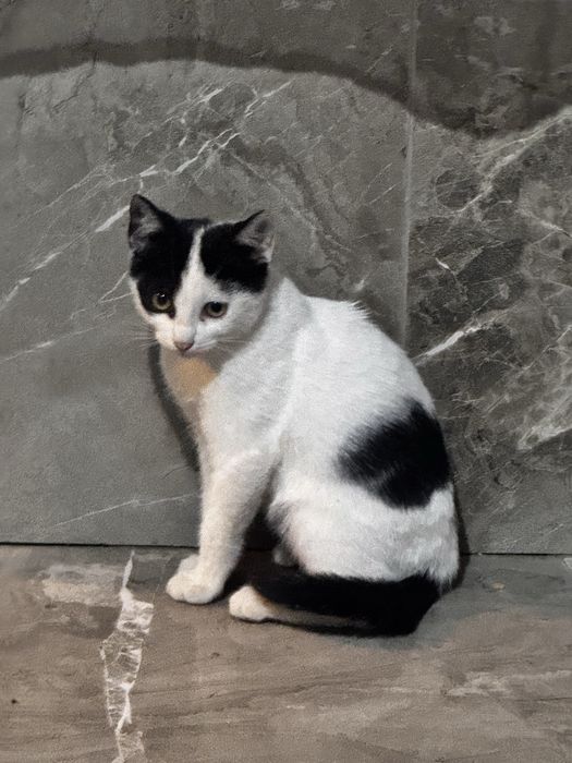 pisicuta spre adoptie