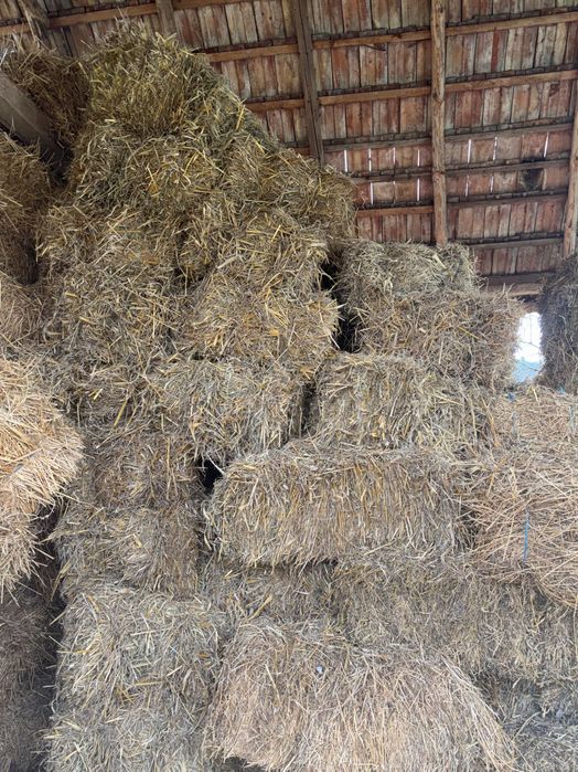 Vând baloți paie de ovăz