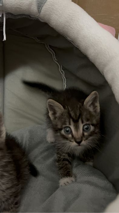 Котёнок/отдам в хорошие руки