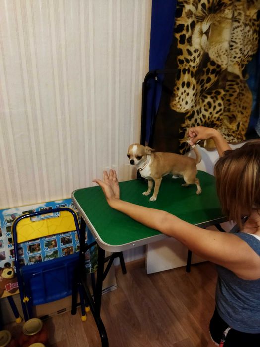 чихуахуа имеет документы