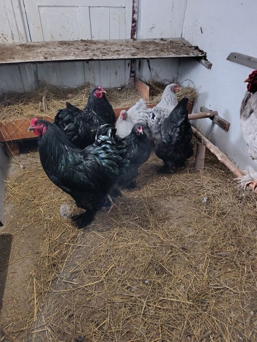 Инкубационные яйца Черной брамы