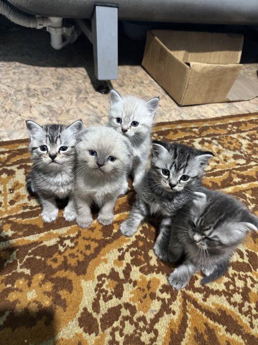 Шотландские котята