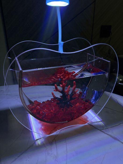 Рыба,подарок,аквариум,рыба в аквариуме,подарок для девушку