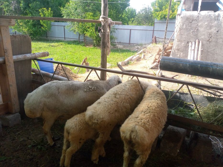 Куй кучкор сотилади