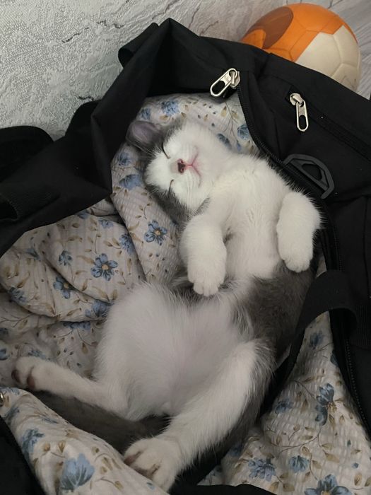 котенок серенький